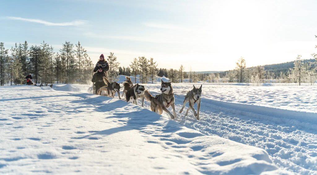 Husky and Reindeer Safaris, Safaris rennes et chiens de traineaux -Huskies pulling a sled in winter wonderland in Lapland Finland