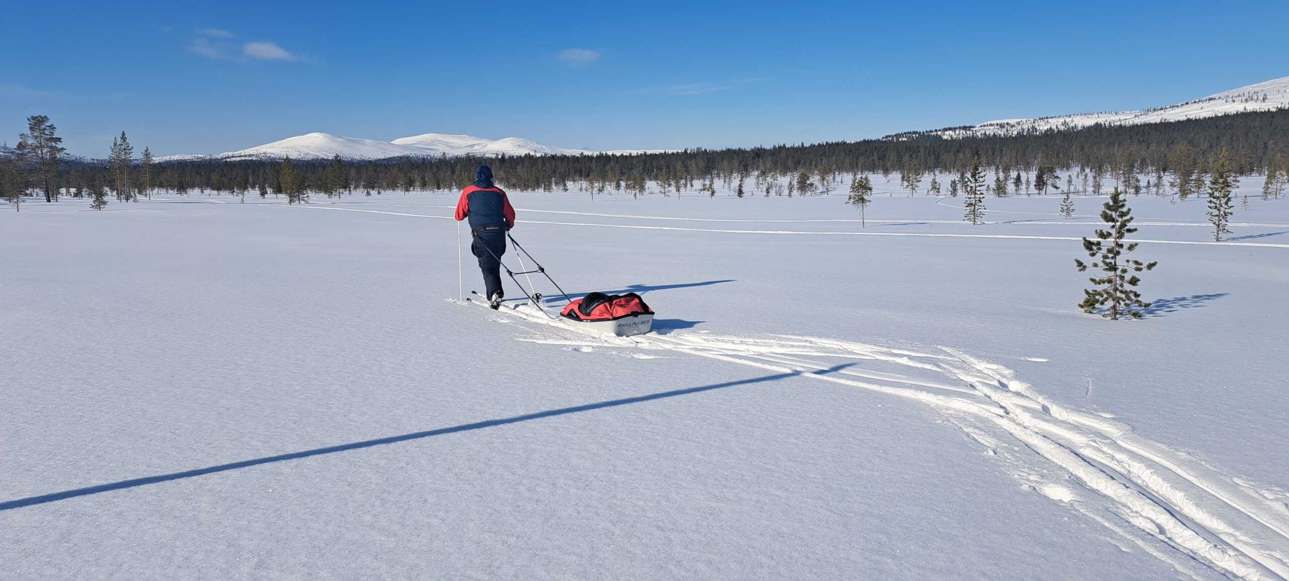 A person cross-country skiing with a sled in snowy Lapland landscape under clear blue sky.