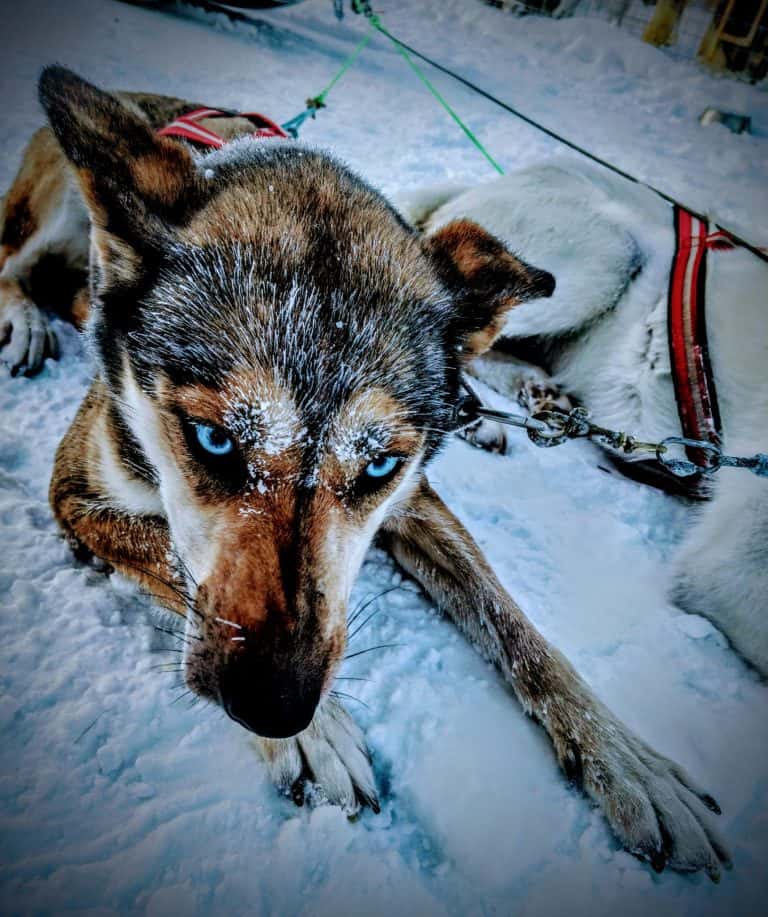 Lapland experiences, Expériences Lapones, Husky with blue eyes
