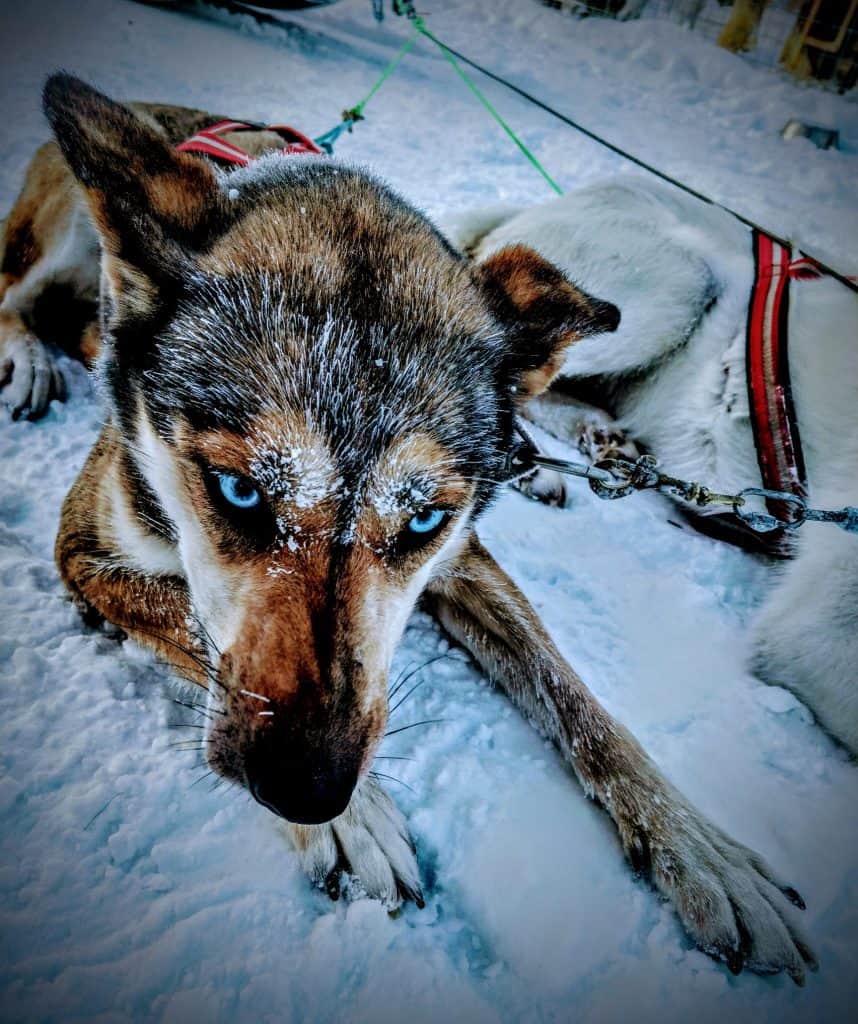 Husky and Reindeer Safaris, Safaris rennes et chiens de traineaux