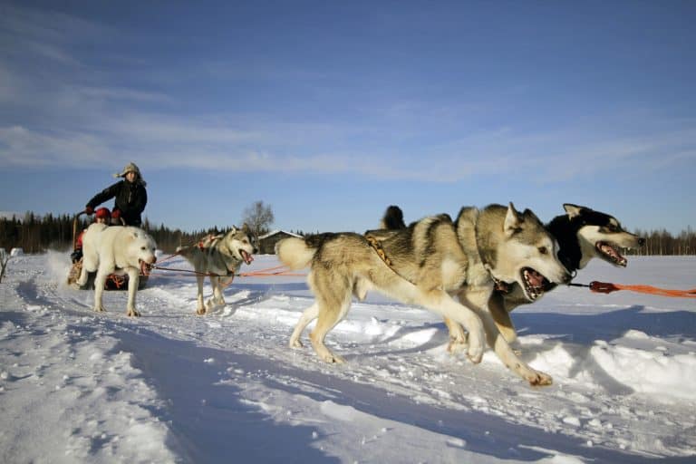 husky ride into the wild