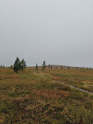 Open landscape with scattered trees and moody clouds over tundra in Ylläsjärvi, Lapland.