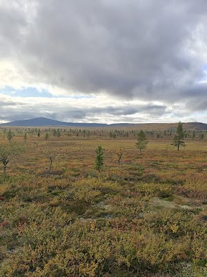 Open landscape with scattered trees and moody clouds over tundra in Ylläsjärvi, Lapland.