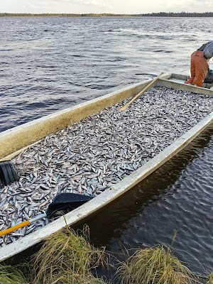 Fish harvesting boat filled with small fish on a Finnish lake at Ylläsjärvi.