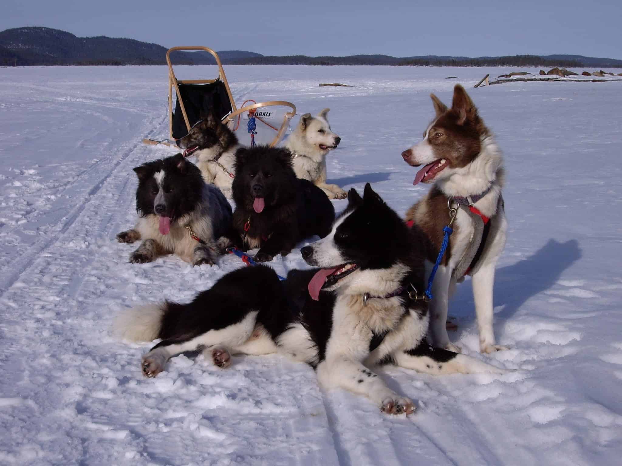 Dog sleds on the lake