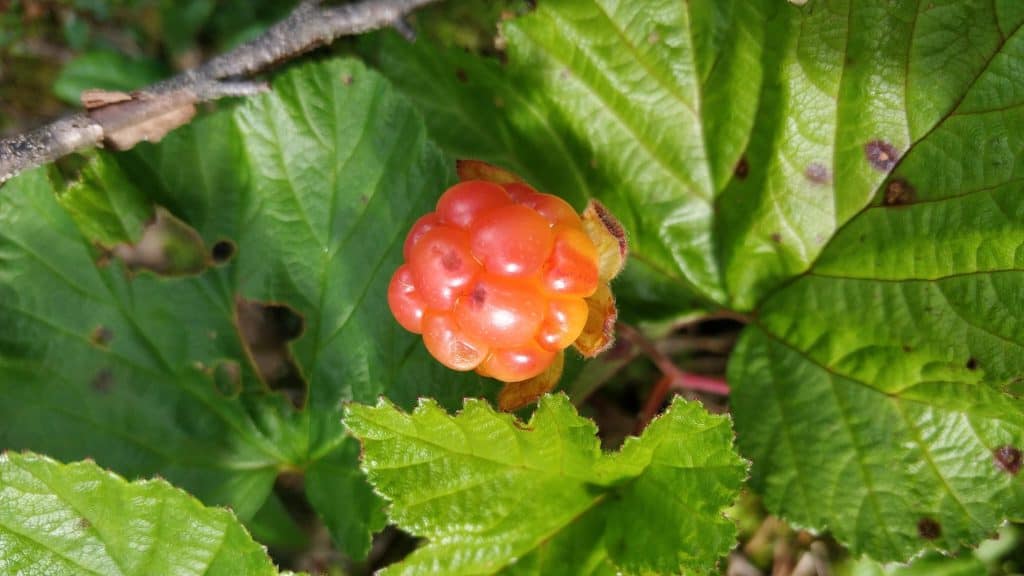 Wild strawberry fruit among green leaves in natural forest setting.