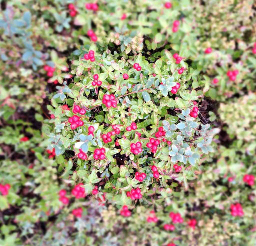 Red berries and green leaves on a bush in a close-up shot.