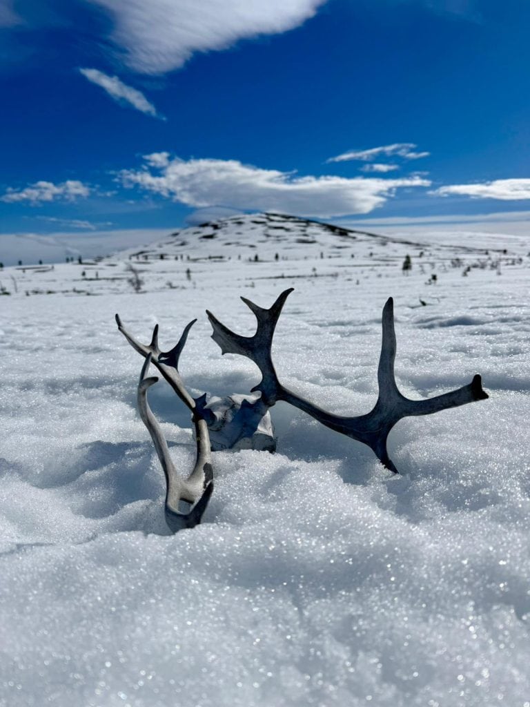 reindeer antlers on the fells
