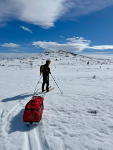 Cross-country skier pulling a red sled in snowy Lapland landscape under blue sky.