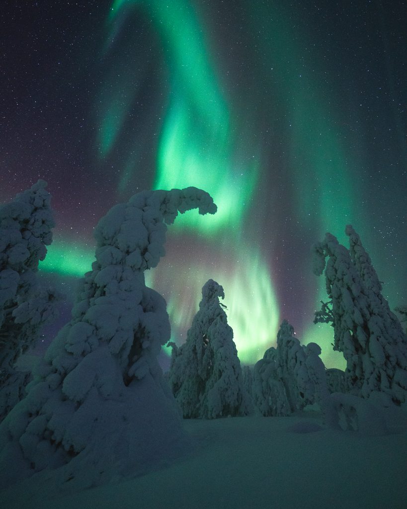 Northern Lights over snow-covered trees in Finnish Lapland during winter.