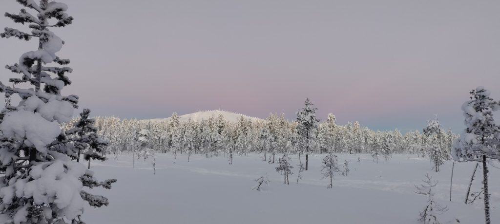 Snow-covered trees and open snowfield in Finnish Lapland during winter.