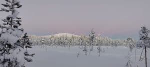 Snow-covered trees and open snowfield in Finnish Lapland during winter.