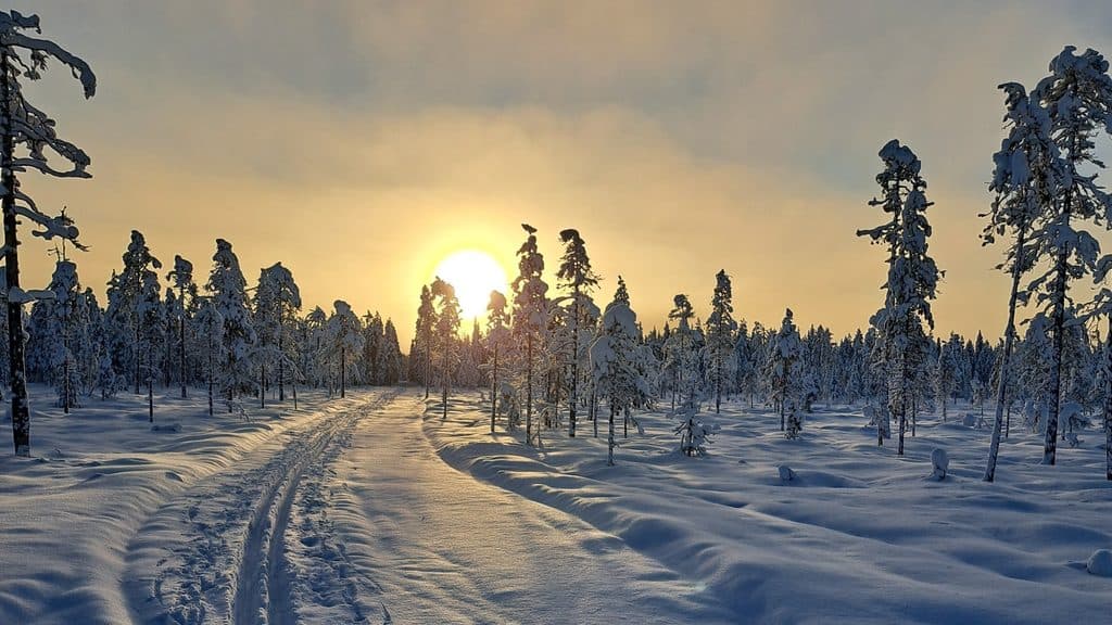 Snow-covered forest at sunset in Ylläs, Finnish Lapland during winter.